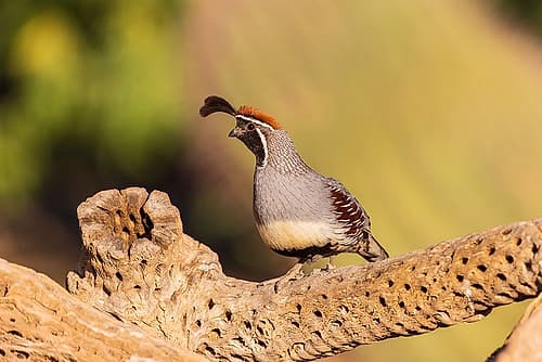 Gambels Quail male-Pima County-Arizona Figurative Print